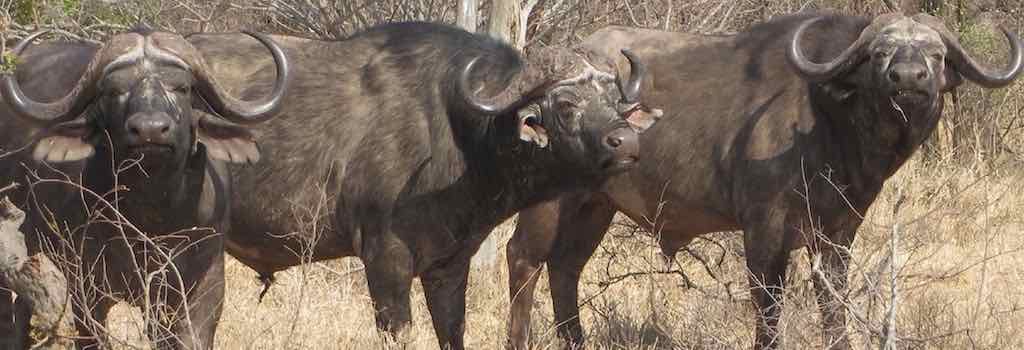 the African Buffalo - the object of desire